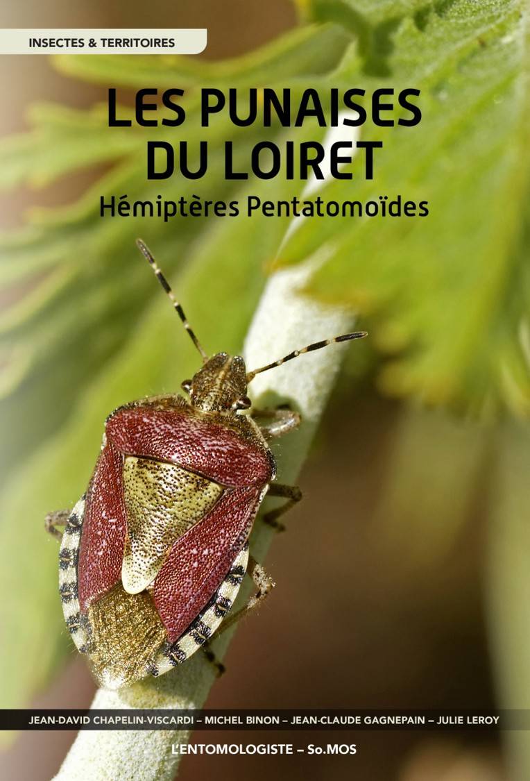 photo insect bedbug ; Jean-David CHAPELIN-VISCARDI 