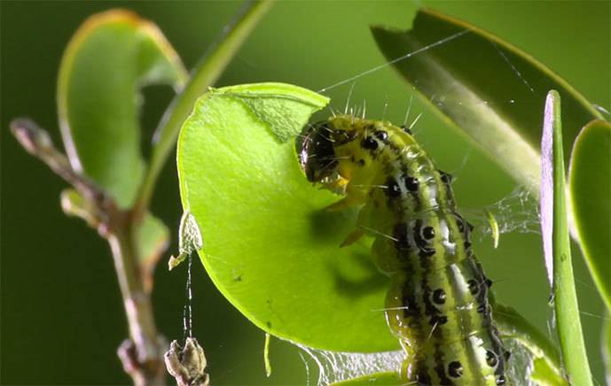 boxwood moth caterpillar, INRA