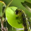boxwood moth caterpillar, INRA